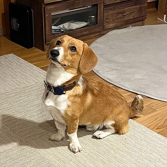Beagle Mixed with Corgi