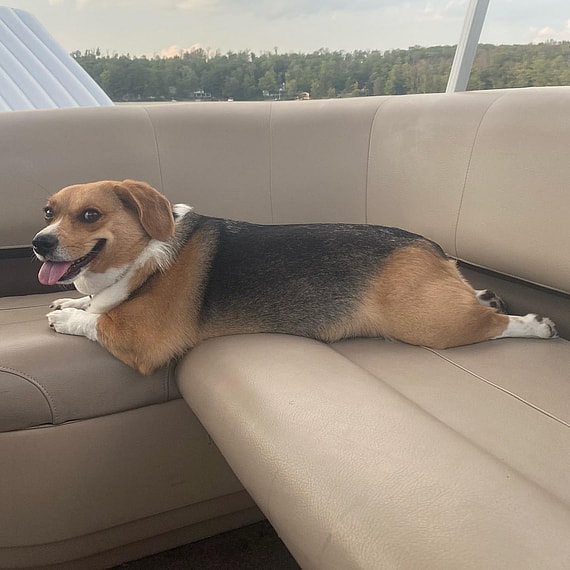 Beagle Mixed with Corgi