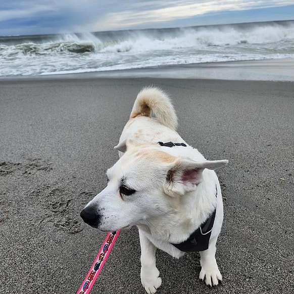 Beagle Mixed with Corgi