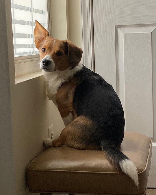 Beagle Mixed with Corgi