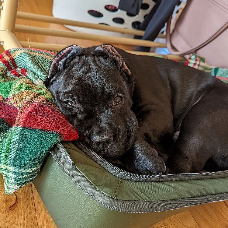 A cane corso puppy