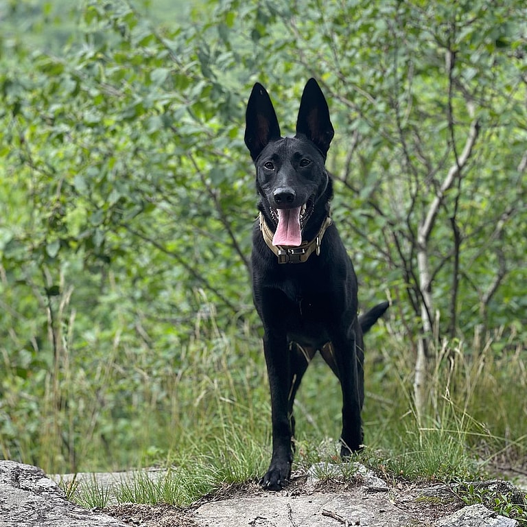Black Belgian Malinois