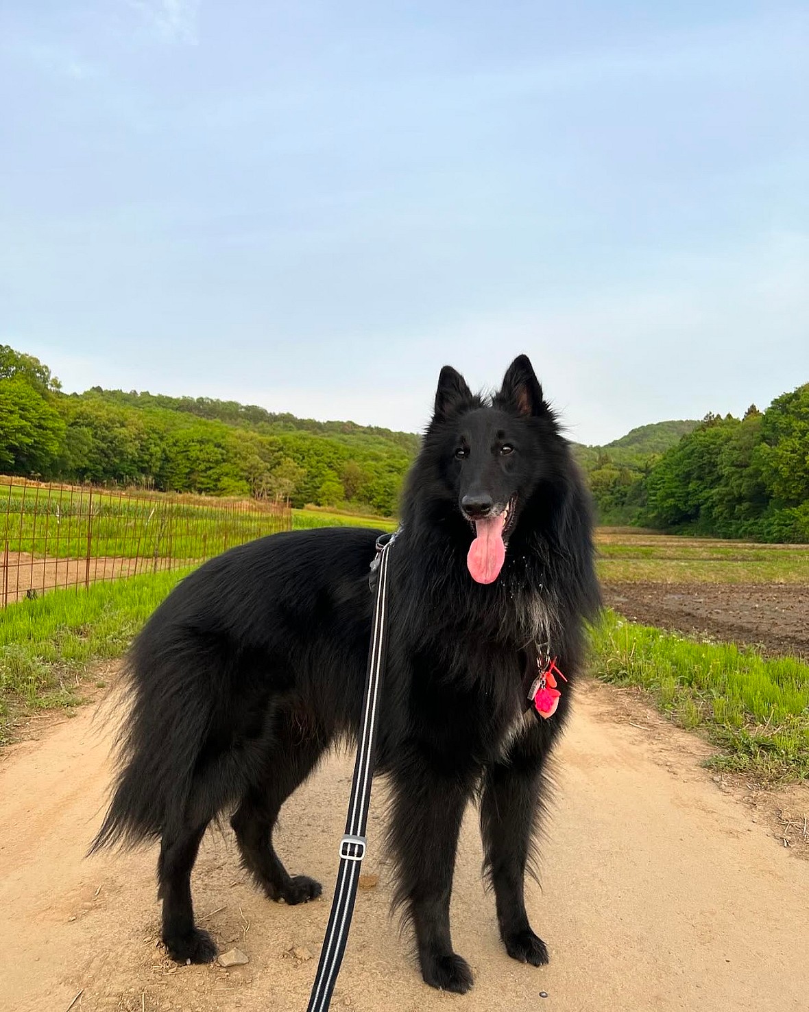 Black Belgian Malinois