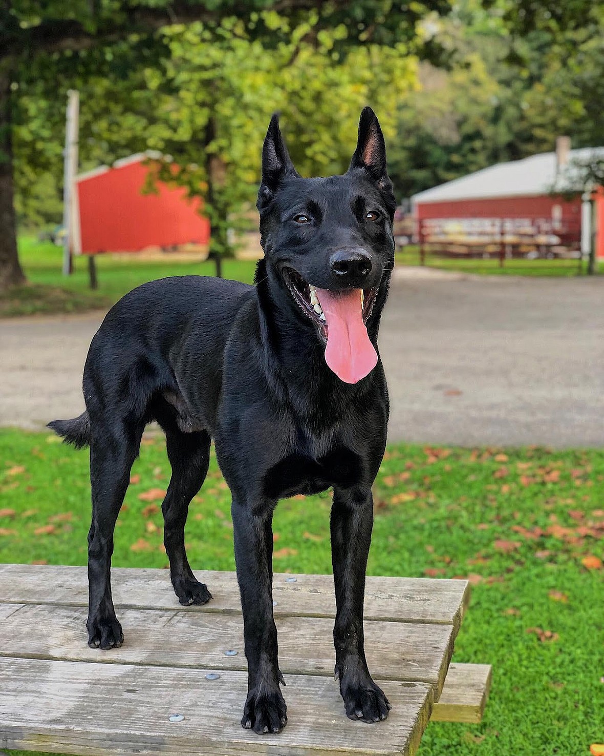Black Belgian Malinois