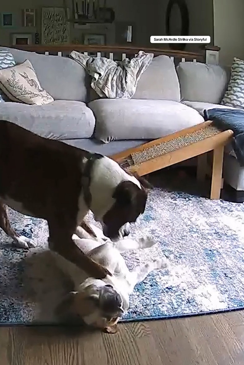 Frenchie’s Seizure Would Have Cost His Life, But His Boxer Brother Does Something Unbelievable