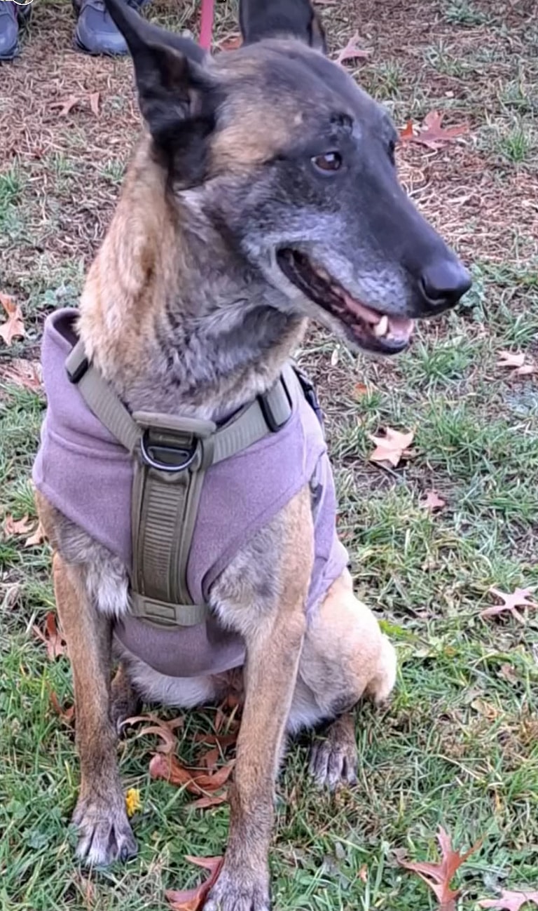 Dog up for adoption: Molly, Abused Mama Dog Survives Pregnancy & Health Battles, Still Searching for a Forever Home