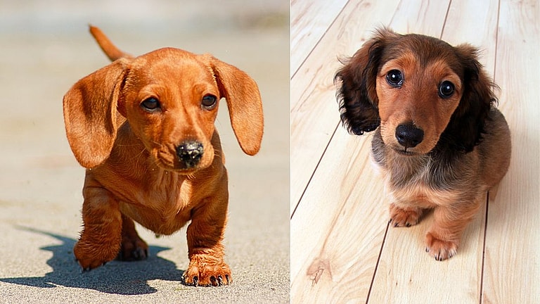 Mini Dachshund