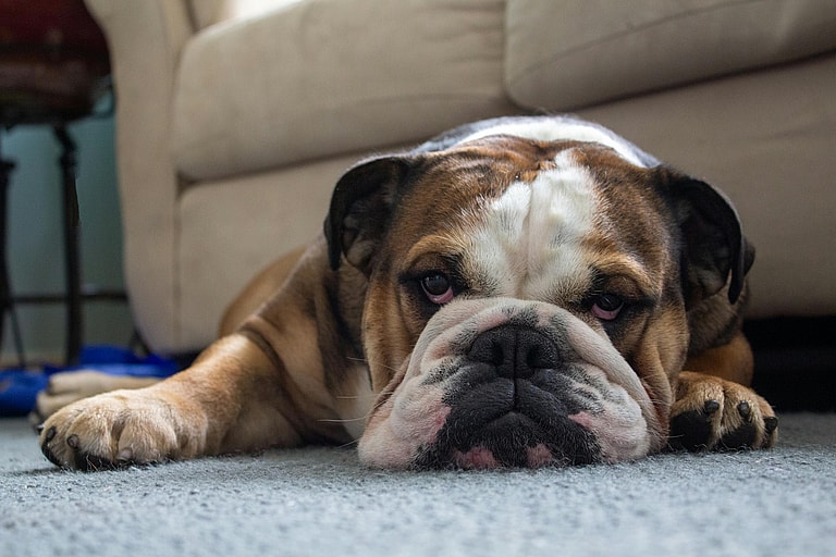 Close up of an English Bulldog lying on the floor, the English Bulldog's lifespan is between 8-10 years