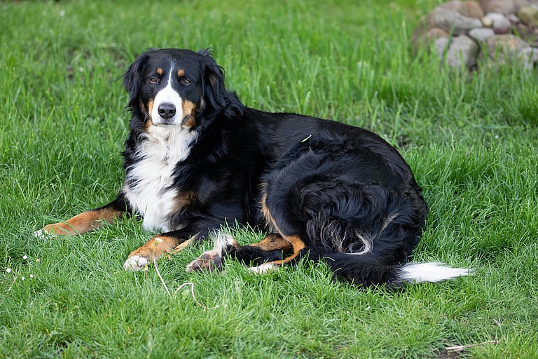 A Bernese Mountain dog lying on green grass, the Bernese Mountain dog's lifespan is 7-10 years