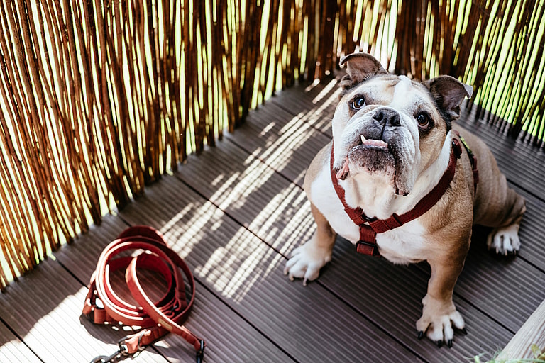 Close up of an English Bulldog standing on a wooden floor, the English Bulldog's lifespan is between 8-10 years