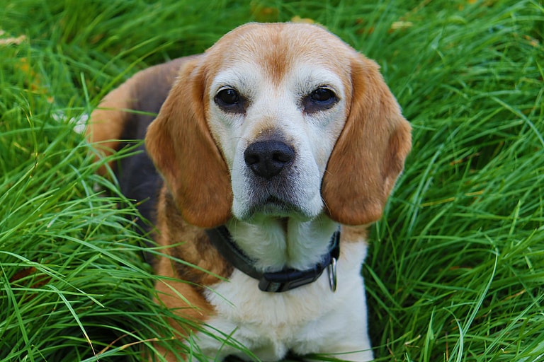 How Long Do Beagles Live?