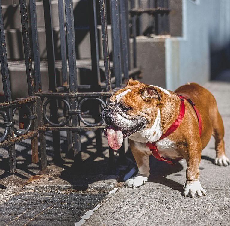 An English Bulldog standing on a pavement with tongue out, the English Bulldog's lifespan is between 8-10 years