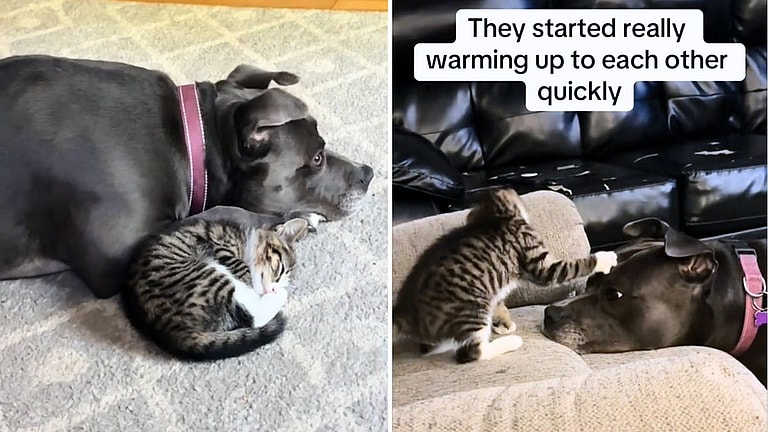 Precious Pit Bull's Friendship With Tiny Kitten Proves How Intuitive & Gentle Dogs Can Be