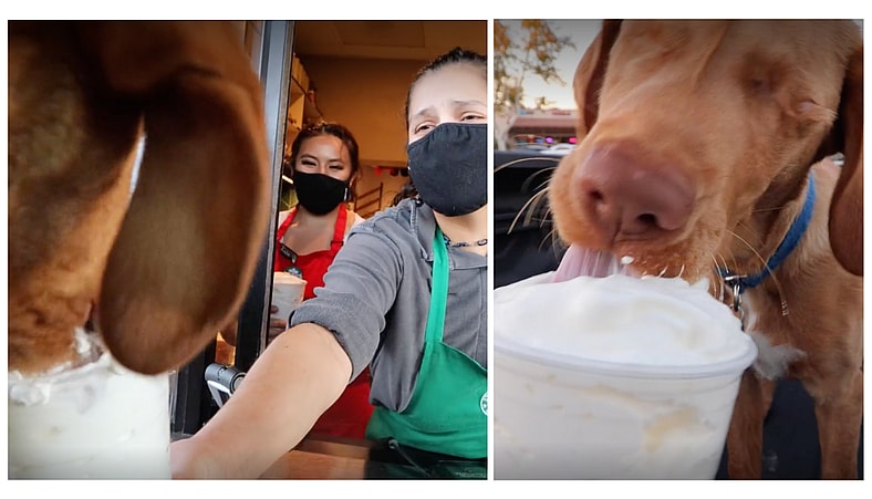 Blind Dog's Hilarious Whipped Cream Binge Has the Internet Melting