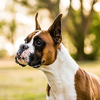 bi-colored Boxer