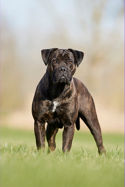 A cane corso dog