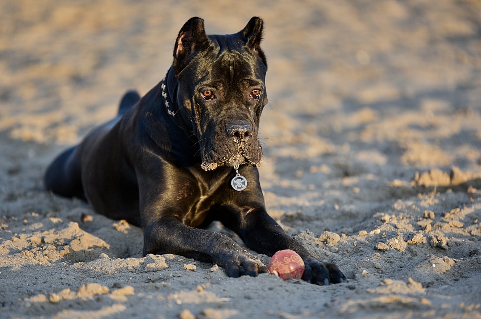 A Cane Corso at the beach