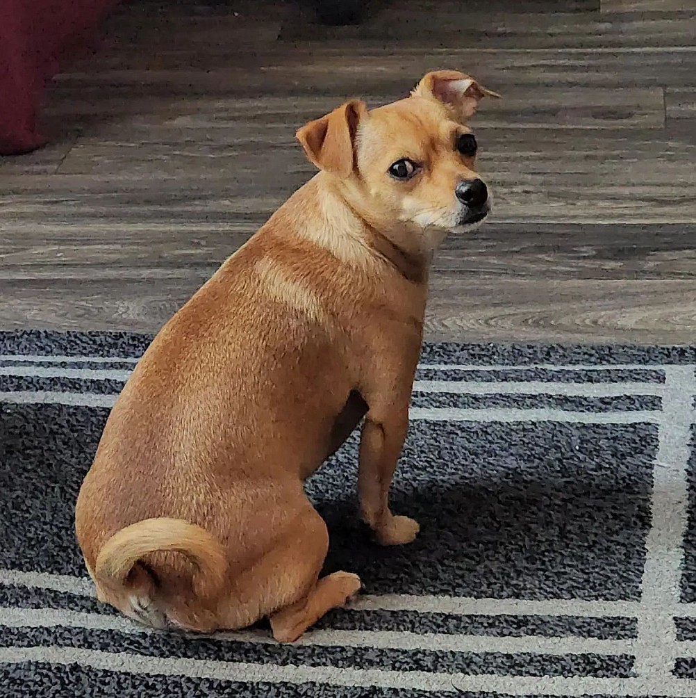 Potato the chihuahua mix