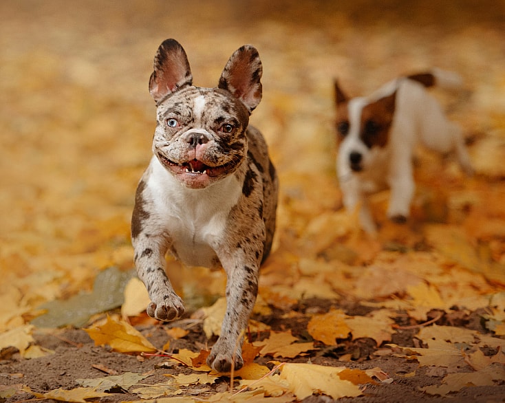 A Merle French Bulldog
