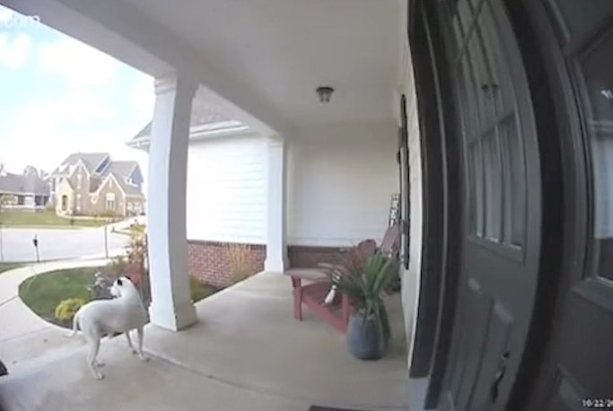 Odie waiting for Iris in front door