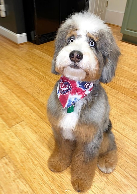 Oshie the mini Aussie Mountain Doodle