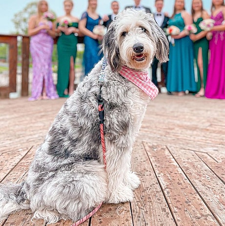 Petunia the Aussie Mountain Doodle