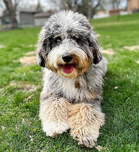 Jade the Aussie Mountain Doodle