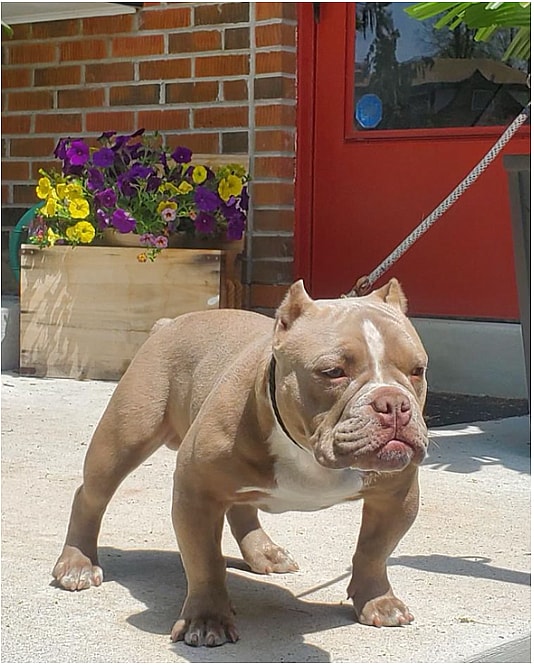 Rosco the micro bully