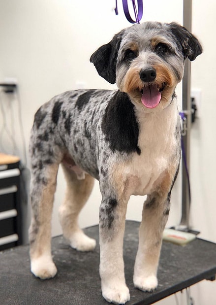 Aussiedoodle grooming