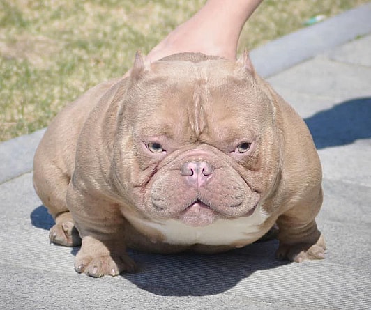 micro bully, can't bend it's lots or sit on the ground. Flat footed.