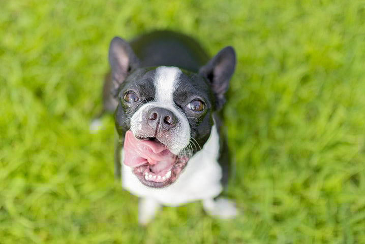 Boston Terrier Names