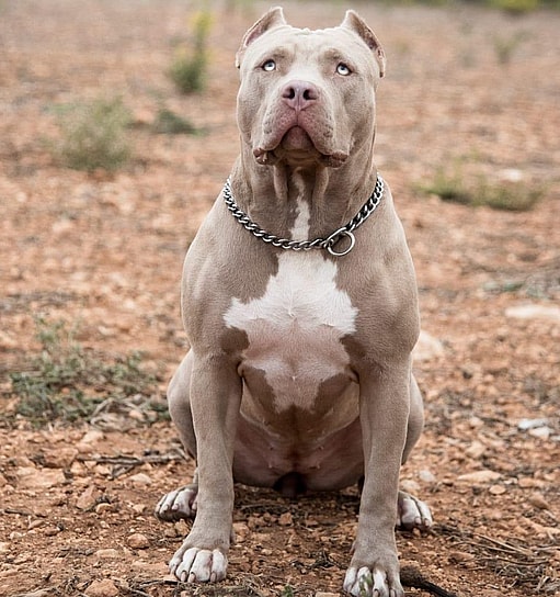 XXL Bully