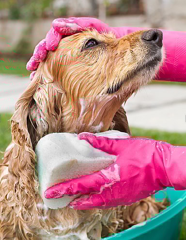 Do Cocker Spaniels Shed