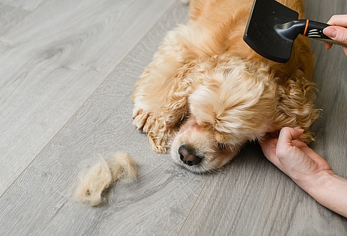 Do Cocker Spaniels Shed