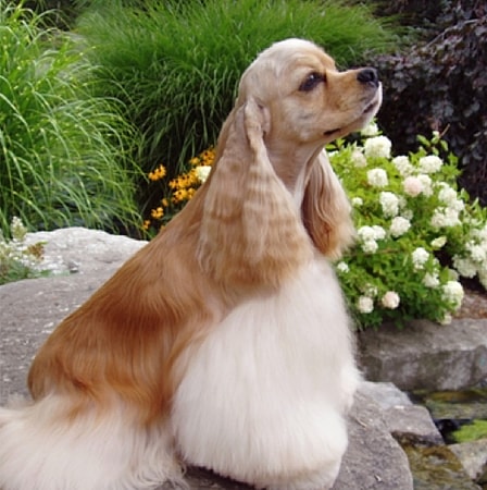 Cocker Spaniel Haircut
