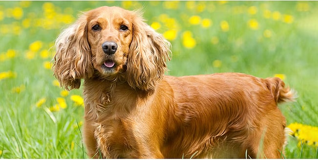 Cocker Spaniel Haircut