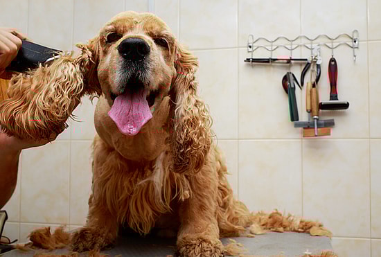 cocker spaniel  haircut