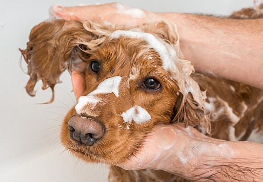 cocker spaniel  haircut