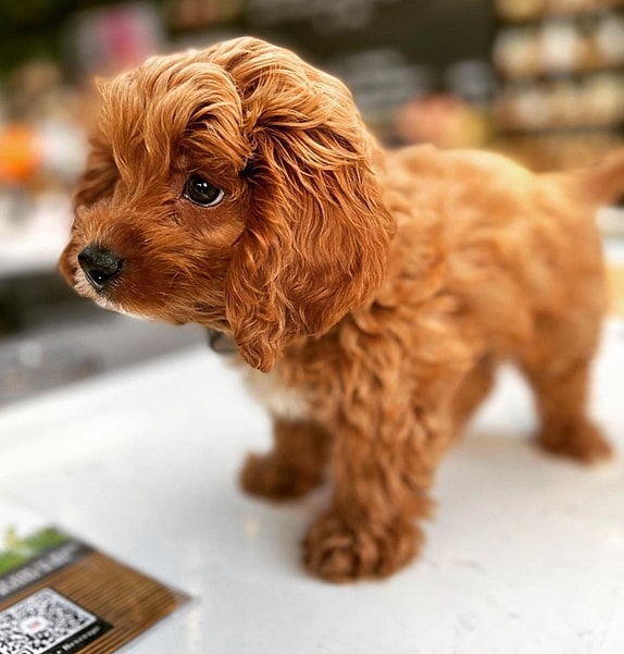 mini cavapoo