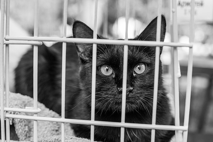Black Cat Adoptions 