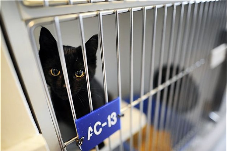 The Enigma of the Black Cat