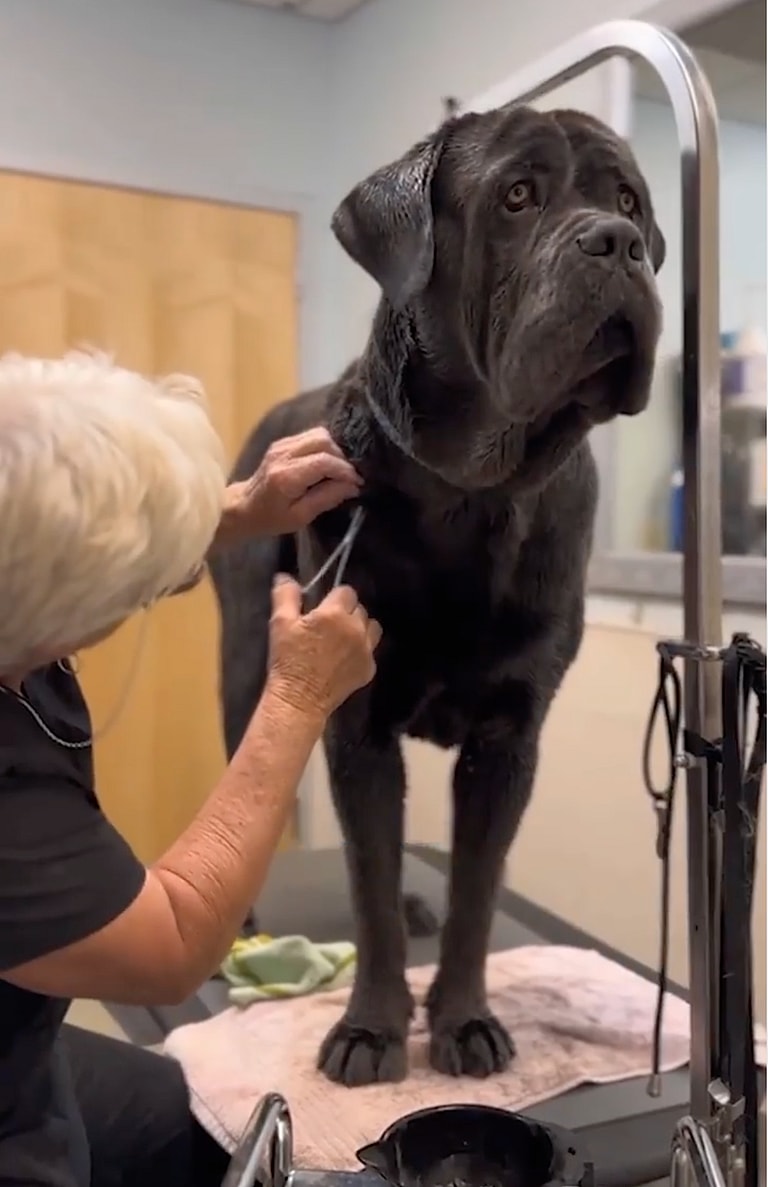 shelter dog makeover-grooming