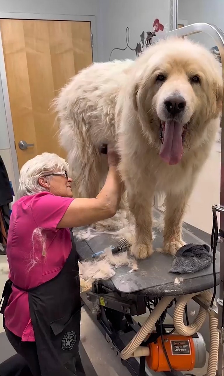 shelter dog makeover-grooming