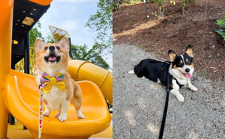 Aggressive Dog Breeds: Corgis