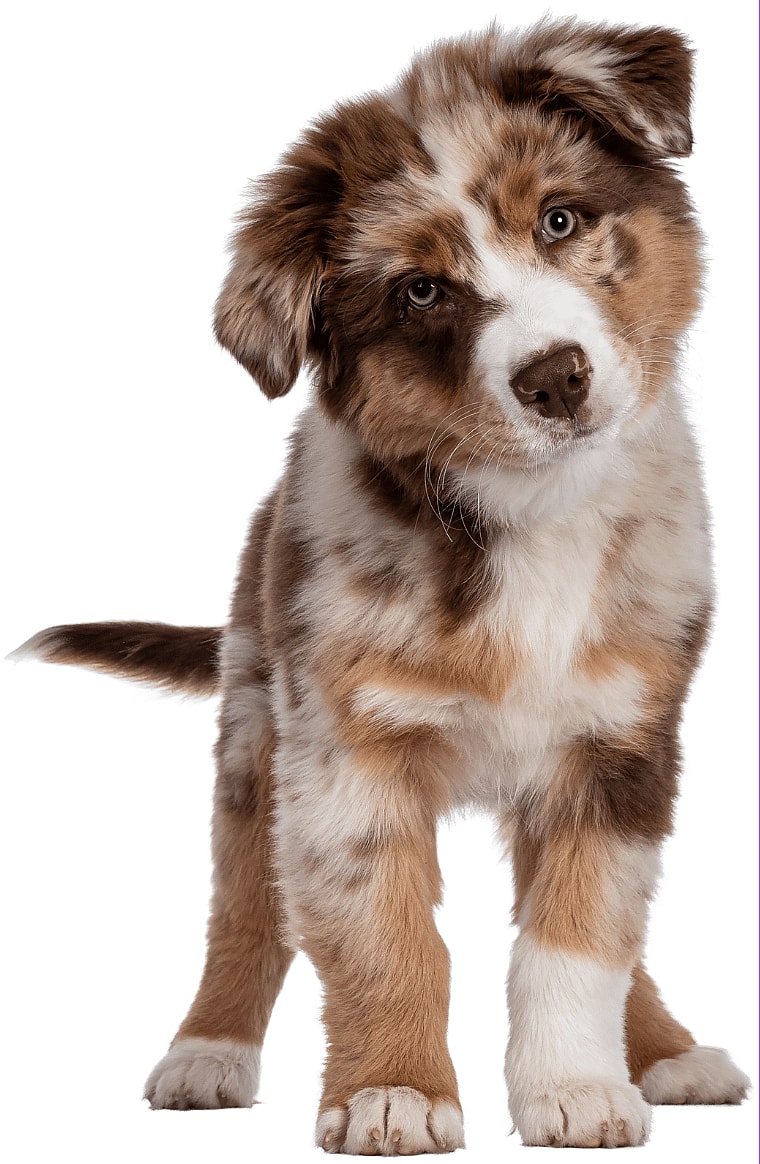 Australian Shepherds with Long Tails