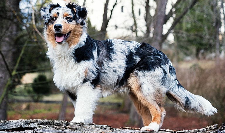 Australian Shepherds with Long Tails