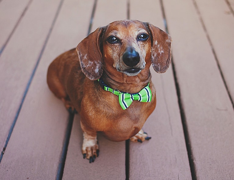 Mini Dachshund
