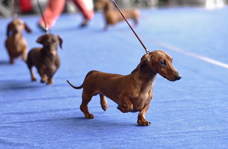 Mini Dachshund