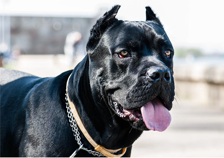 Cane Corso Names
