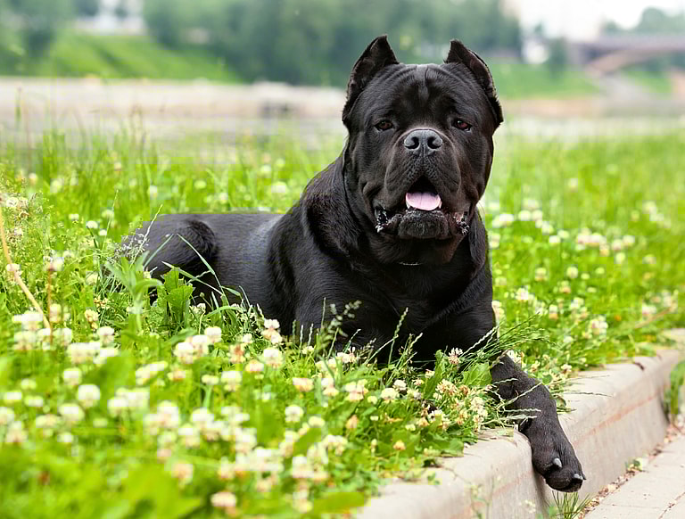 Cane Corso Names